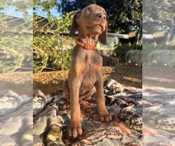 Medium Photo #12 Doberman Pinscher Puppy For Sale in ONTARIO, CA, USA