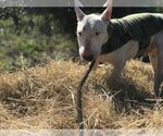 Small Photo #4 Bull Terrier Puppy For Sale in Rockdale, TX, USA