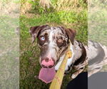 Small #1 Australian Shepherd Mix