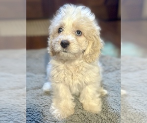 Cavapoo Puppy for Sale in ORLANDO, Florida USA