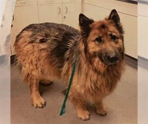 German Shepherd Dog-Unknown Mix Dogs for adoption in Fallbrook, CA, USA