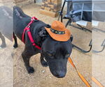 Small #2 Labrador Retriever Mix