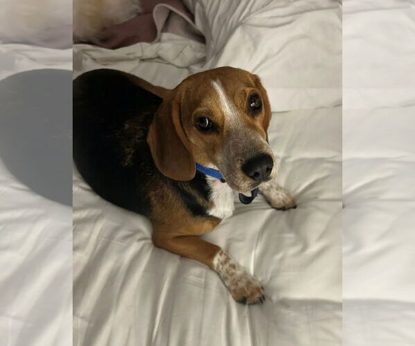 Medium Photo #2 Beagle Puppy For Sale in Tucson, AZ, USA