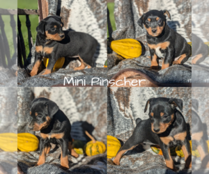 Miniature Pinscher Puppy for Sale in GOSHEN, Indiana USA