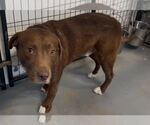 Small #3 Labrador Retriever Mix