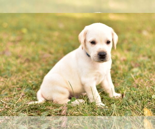 Medium Photo #2 Labrador Retriever Puppy For Sale in KALONA, IA, USA