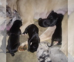 Small Photo #39 Great Dane Puppy For Sale in PIERSON, MI, USA