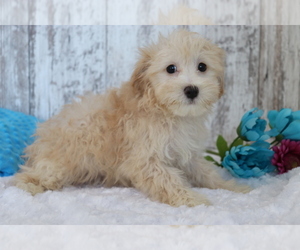 Maltese-Poodle (Toy) Mix Puppy for sale in SHILOH, OH, USA