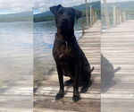 Small #2 Labrador Retriever Mix