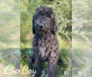Poodle (Standard) Puppy for sale in MONCLOVA, OH, USA