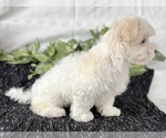 Small #11 Maltese