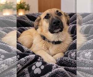 Bruce Almighty - Male German Shepherd Dog-Great Pyrenees Mix Dog for Adoption - Photo #2