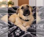Small Photo #2 German Shepherd Dog-Great Pyrenees Mix Puppy For Sale in MIDWAY, UT, USA