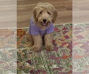 Goldendoodle-YorkiePoo Mix Puppy for sale in ROCHESTER, NY, USA