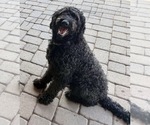 Small Photo #1 Goldendoodle Puppy For Sale in YUCAIPA, CA, USA