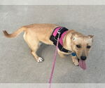 Small #4 Basset Hound-Welsh Corgi Mix