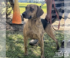 Plott Hound-Unknown Mix Dogs for adoption in Washington, DC, USA