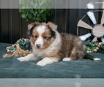 Small #1 Shel-Aussie