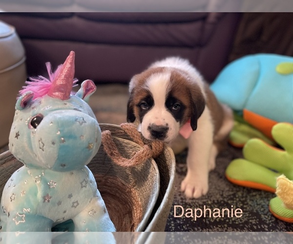 Medium Photo #9 Saint Bernard Puppy For Sale in SAVANNAH, MO, USA