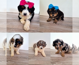 Australian Shepherd-Poodle (Toy) Mix Puppy for sale in PALM BAY, FL, USA