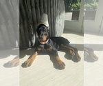 Small #13 Doberman Pinscher
