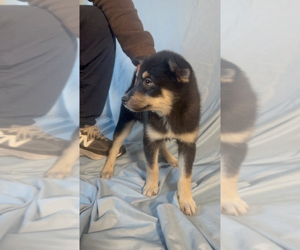 Medium Photo #7 Pomsky-Shiba Inu Mix Puppy For Sale in NASHUA, NH, USA