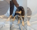 Small Photo #7 Pomsky-Shiba Inu Mix Puppy For Sale in NASHUA, NH, USA