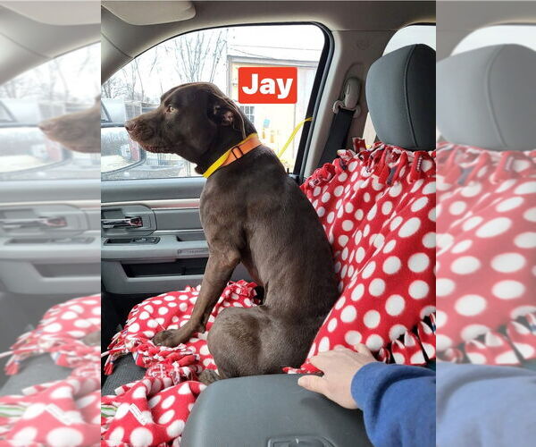 Medium Photo #10 Labrador Retriever-Unknown Mix Puppy For Sale in Foristell, MO, USA