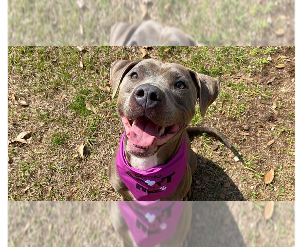 Medium Photo #9 Mutt Puppy For Sale in Abbeville, LA, USA