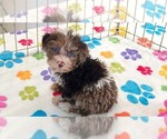 Small #8 Cockapoo (Toy)-Poodle (Toy) Mix