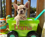 Small #4 French Bulldog