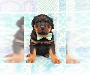 Rottweiler Puppy for sale in LANCASTER, PA, USA
