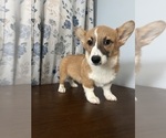 Small #38 Pembroke Welsh Corgi