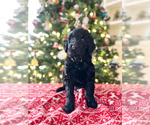 Puppy Neville Goldendoodle