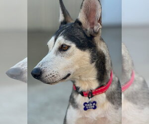 Siberian Husky-Unknown Mix Dogs for adoption in Houston, TX, USA