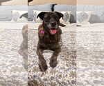 Small #1 Labrador Retriever Mix