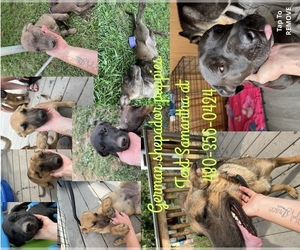 German Shepherd Dog-Labrador Retriever Mix Puppy for sale in KALISPELL, MT, USA