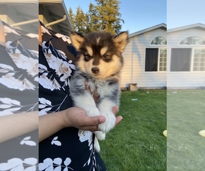Alaskan Husky-Alaskan Malamute Mix Puppy for sale in BETHEL, WA, USA