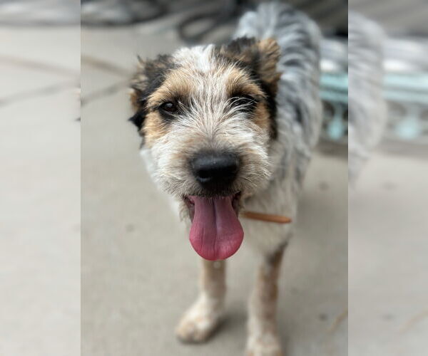 Medium Photo #2 Mutt Puppy For Sale in Sandy, UT, USA