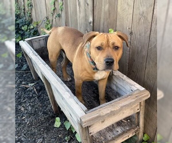 Medium Photo #5 American Pit Bull Terrier-Labrador Retriever Mix Puppy For Sale in Ventura, CA, USA