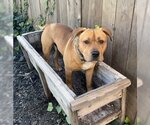 Small #4 American Pit Bull Terrier-Labrador Retriever Mix