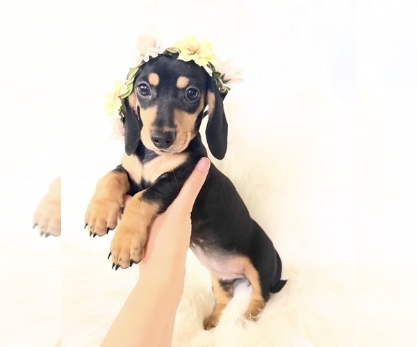 Medium Photo #5 Dachshund Puppy For Sale in DAVIS, CA, USA