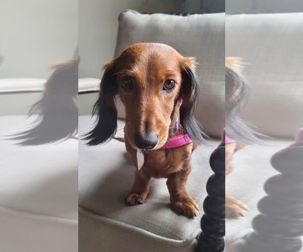 Medium Photo #10 Dachshund Puppy For Sale in Shelbyville, TN, USA