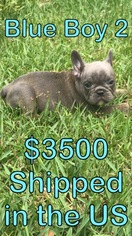 French Bulldog Puppy for sale in MARION, SC, USA