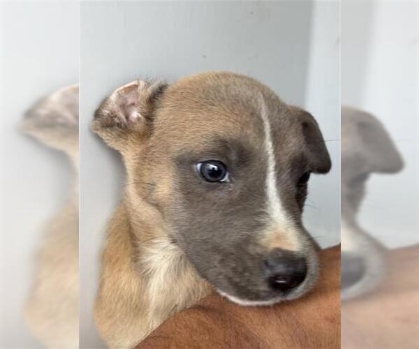 Medium Photo #1 Black Mouth Cur-Unknown Mix Puppy For Sale in Houston, TX, USA