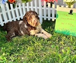 Puppy 3 Poodle (Standard)