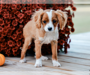 Cavalier King Charles Spaniel-Cavapoo Mix Puppy for sale in LIBERTY, KY, USA