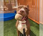 Small #1 American Pit Bull Terrier Mix