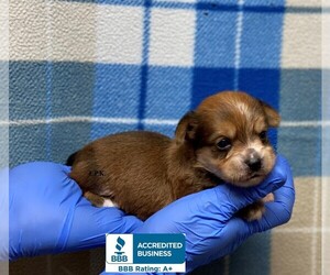 Yorkshire Terrier Puppy for sale in WINNSBORO, LA, USA