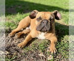 Small #2 French Bulldog